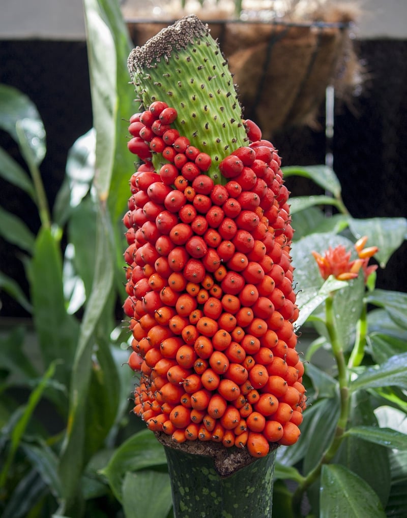 Corpse Flower